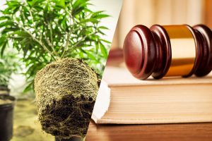 Federal Drug Cultivation Charges, marijuana cultivation, cultivating marijuana, marijuana cultivation laws, cultivation of marijuana charge, cannabis cultivation, cultivating cannabis, cultivation of cannabis, charges for cultivation of cannabis